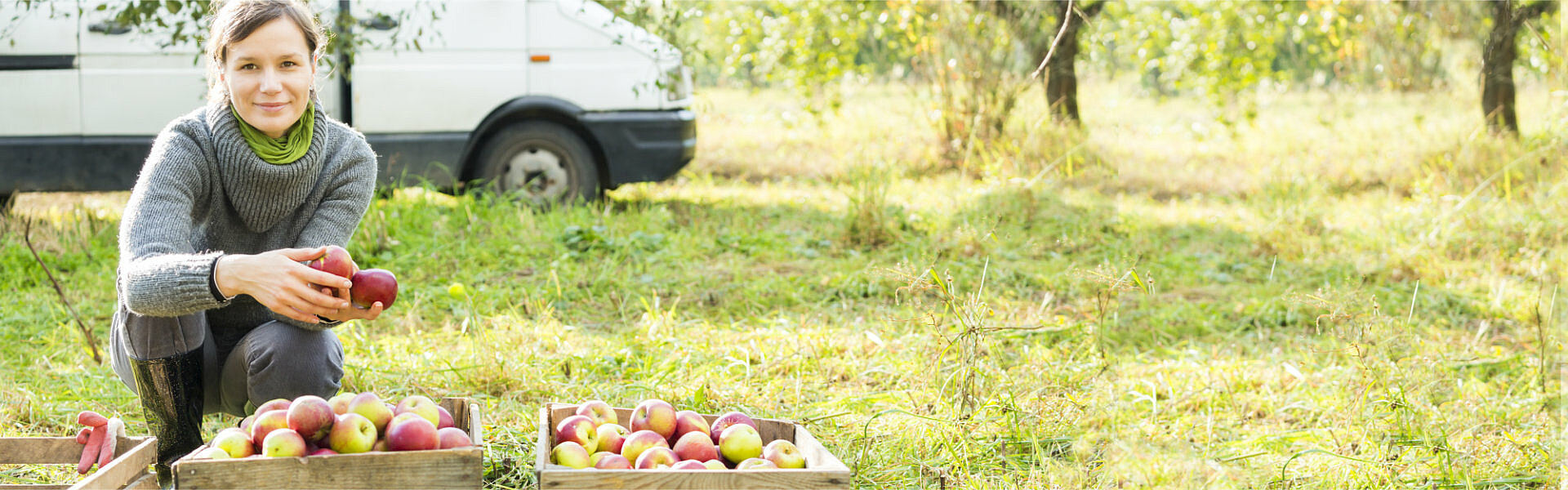 femme cultivant des pommes