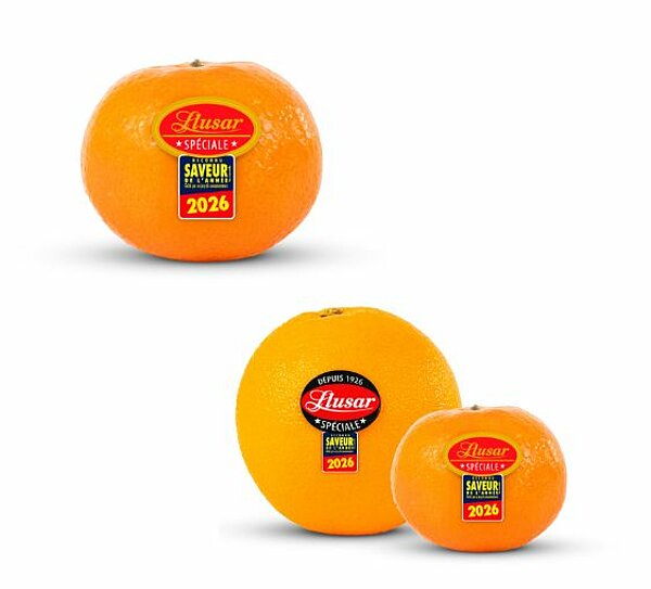 Clémentines de LLUSAR