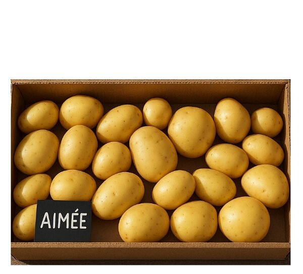 Pommes de terre Aimée de HZPC
